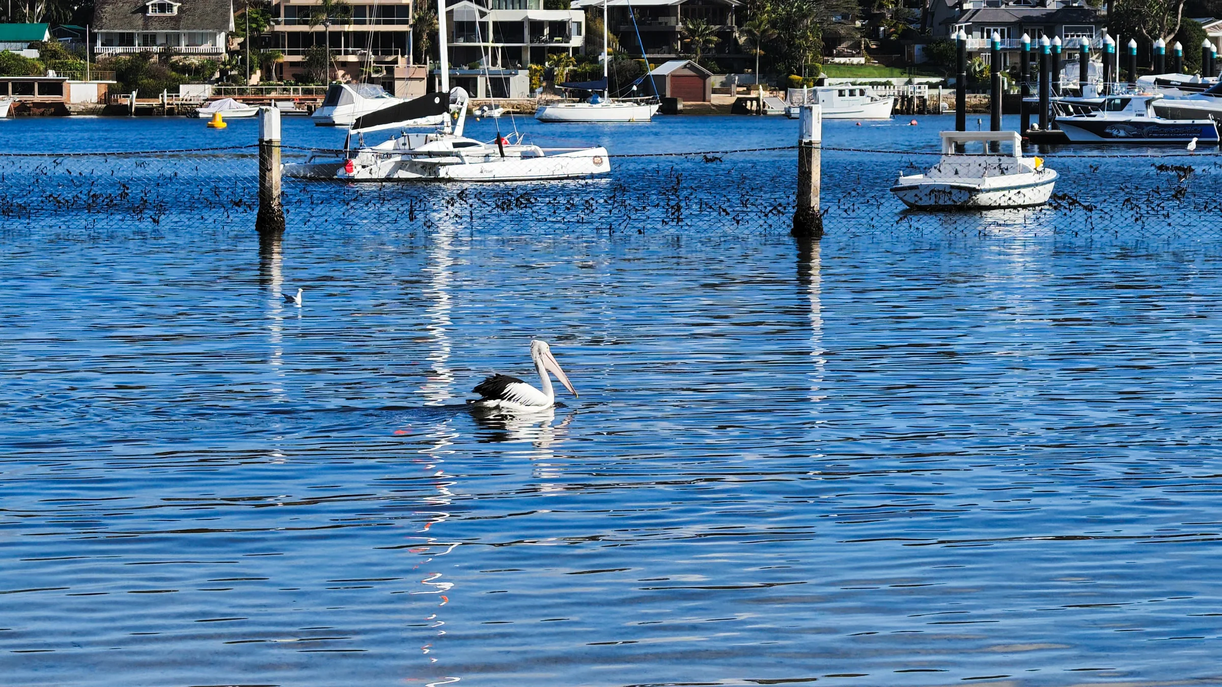 A pelican on Gunnamatta Bay with moored boats behind it