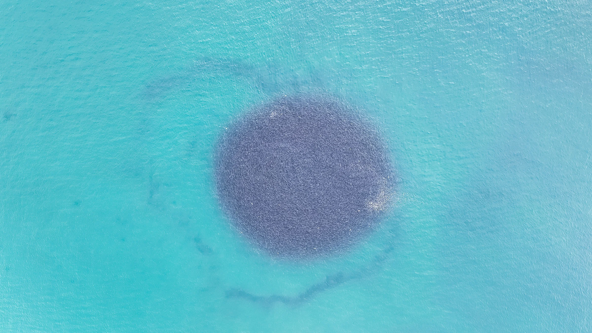 A tightly packed circular school of fish seen from above