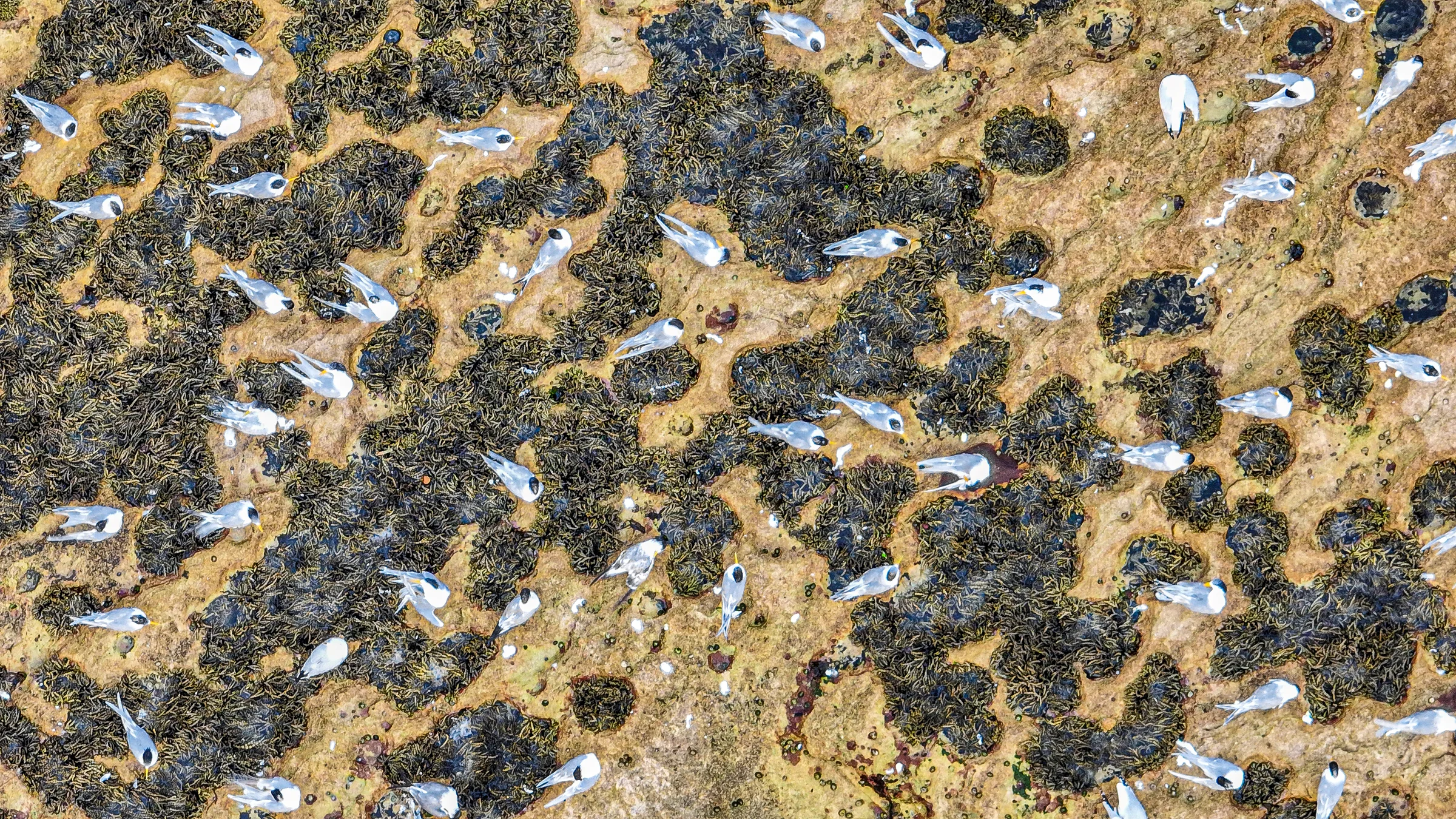 Little terns gathered among shallow pools on the rock platform