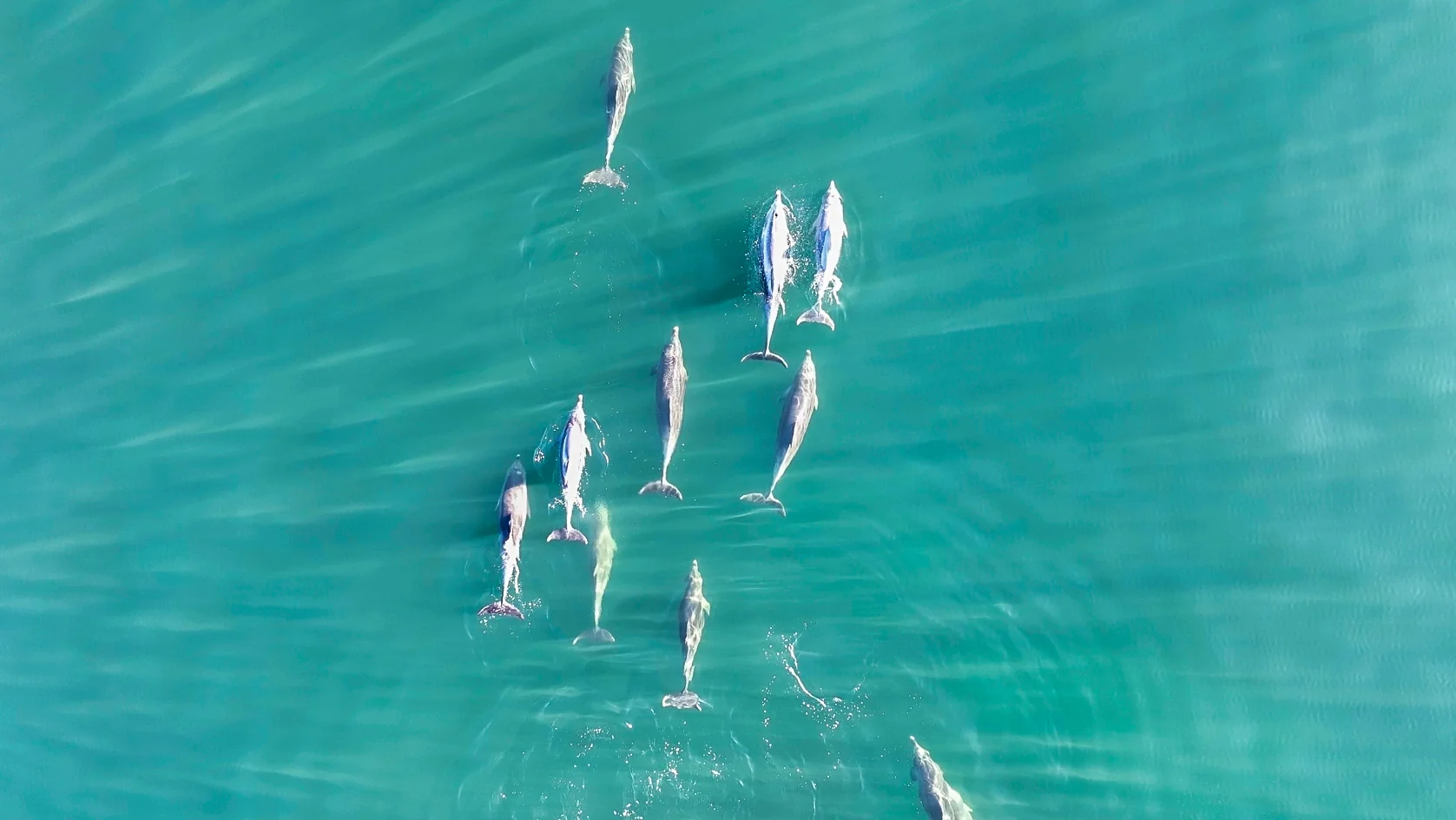 A pod of dolphins seen from above in green water