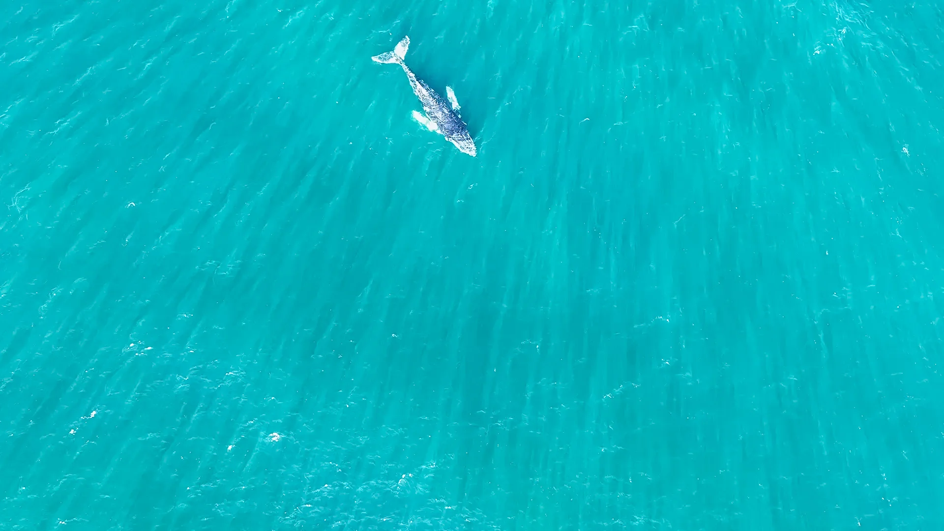 A humpback whale swimming through open turquoise water