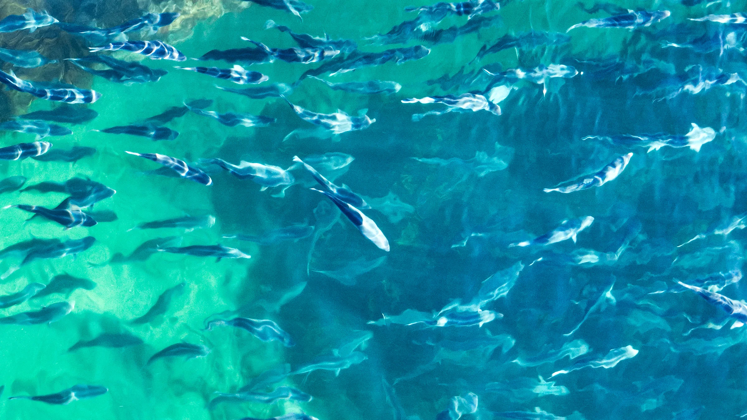 A school of salmon viewed beneath the surface