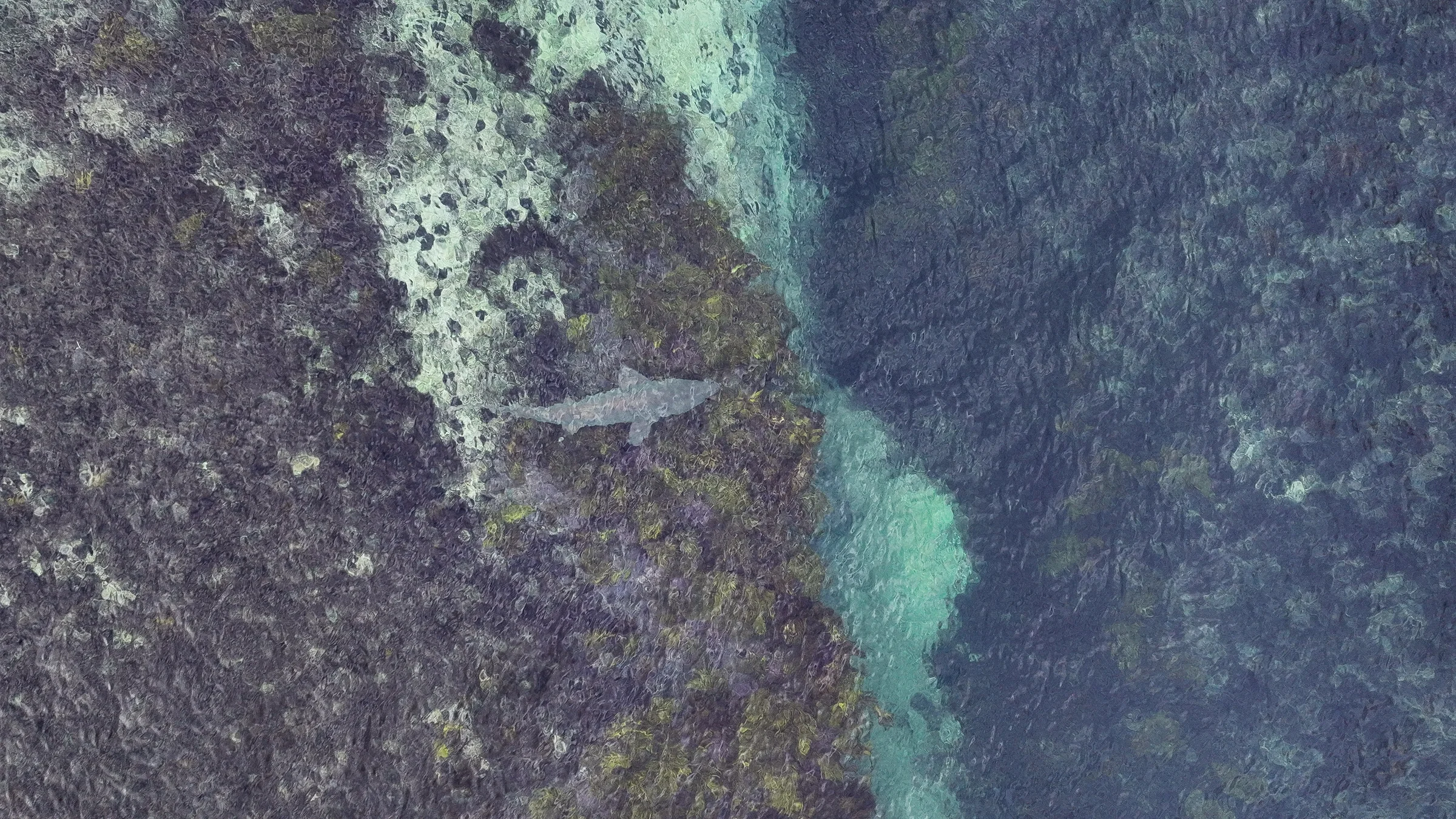 A whaler shark swimming over the reef beside a clear water channel at Oak Park