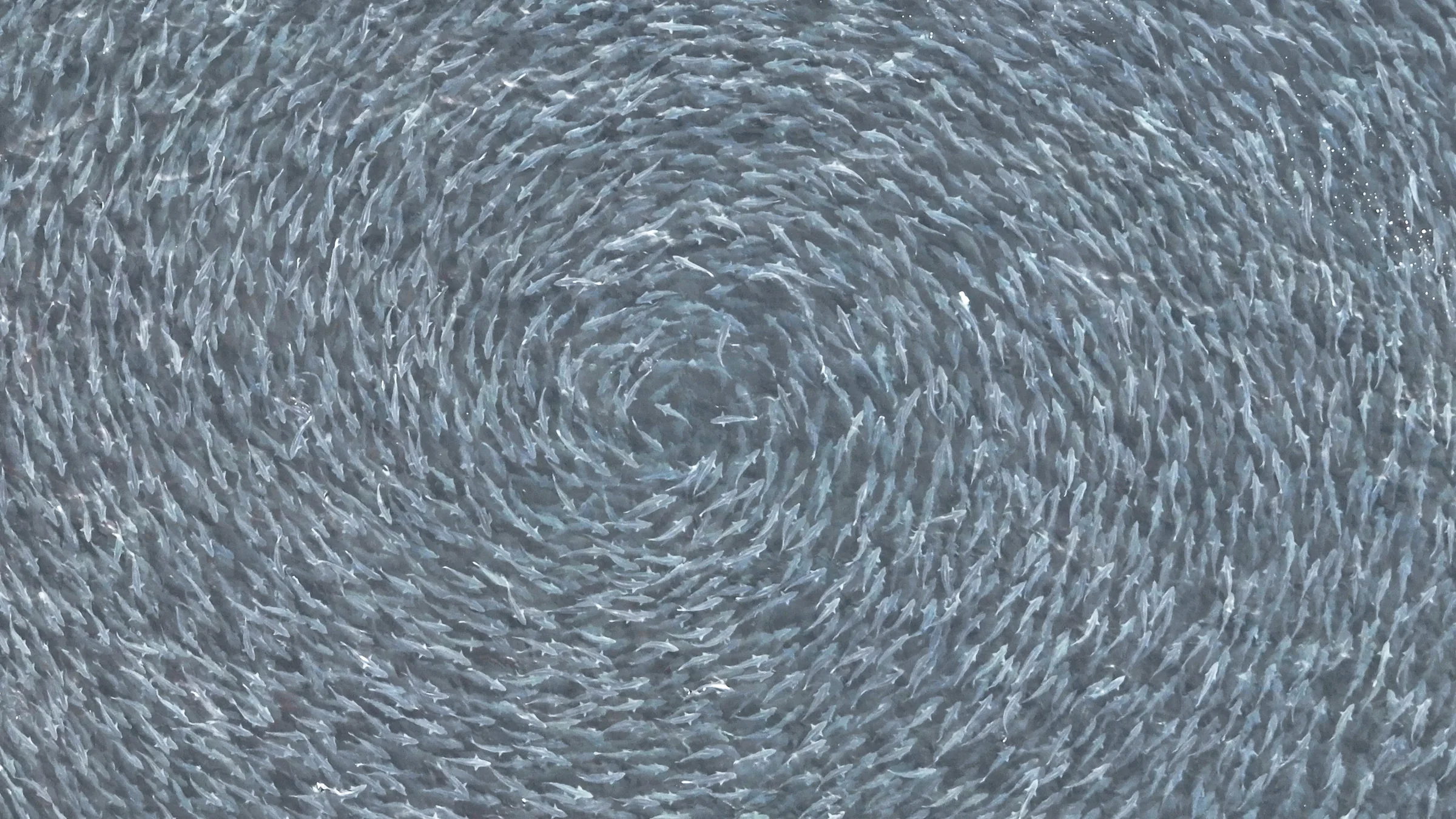 A dense school of fish forming a swirling pattern in the water