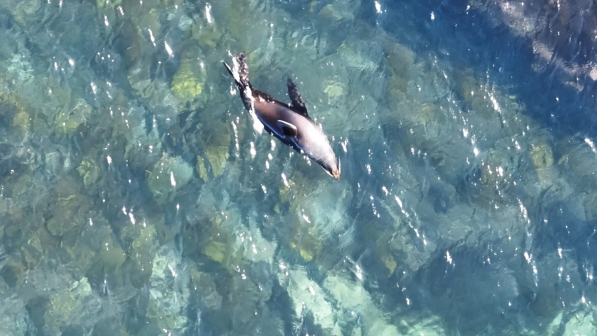 A fur seal above rocks visible through shallow water