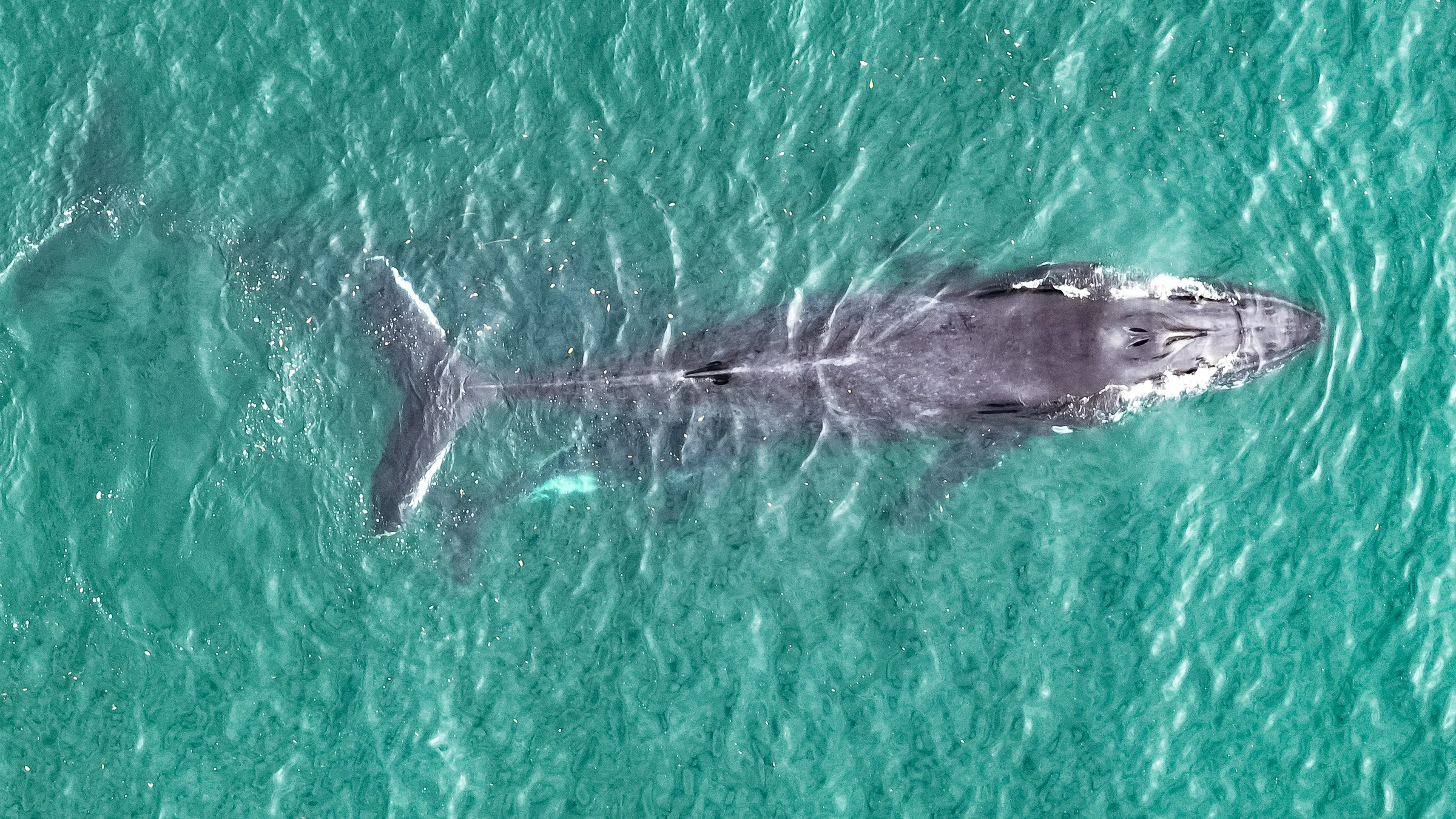 A humpback whale in clear green water viewed from above