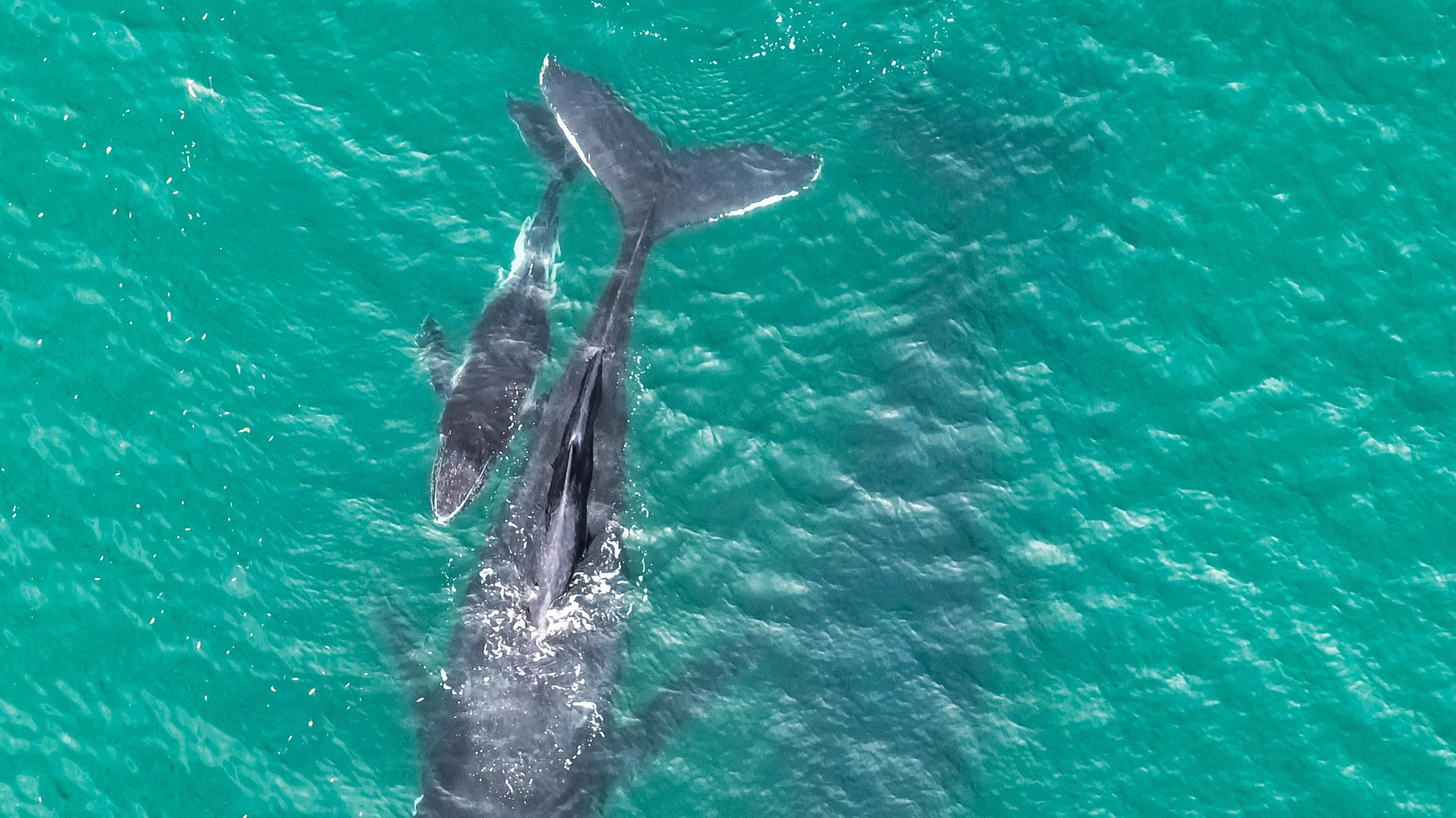 A humpback whale with its calf swimming alongside in turquoise water